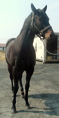 Thoroughbred horse for sale. Please call for more information. We do not give prices by e-mail.