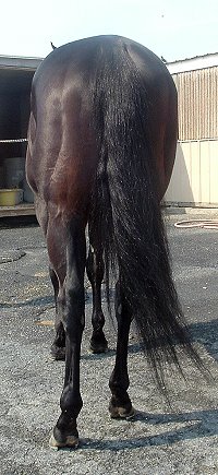 Thoroughbred horse for sale. Please call for more information. We do not give prices by e-mail.