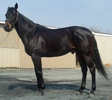 Thoroughbred horse for sale. Please call for more information. We do not give prices by e-mail.