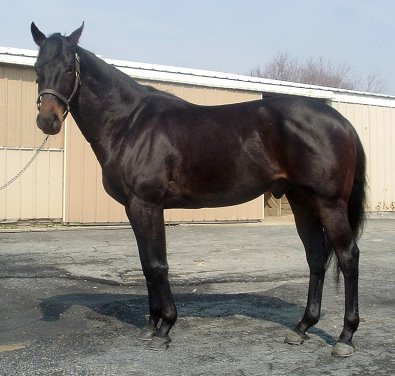 Thoroughbred horse for sale. Please call for more information. We do not give prices by e-mail.