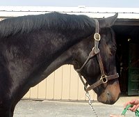 Thoroughbred horse for sale. Please call for more information. We do not give prices by e-mail.