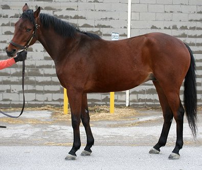 Thoroughbred horse for sale. Please call for more information. We do not give prices by e-mail.