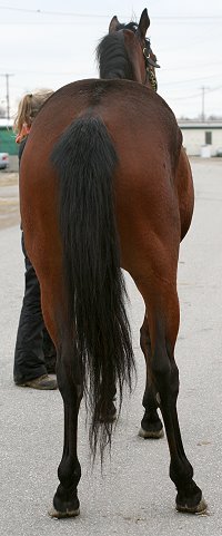 Thoroughbred horse for sale. Please call for more information. We do not give prices by e-mail.
