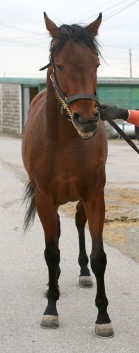 Mighty Quiet was a Prospect Horse for sale in February 2007.