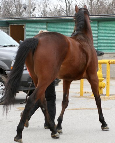Thoroughbred horse for sale. Please call for more information. We do not give prices by e-mail.
