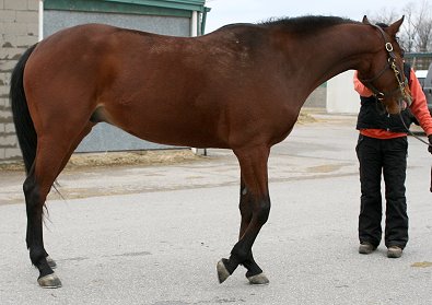 Thoroughbred horse for sale. Please call for more information. We do not give prices by e-mail.