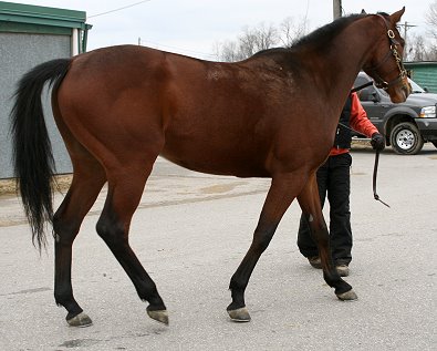Thoroughbred horse for sale. Please call for more information. We do not give prices by e-mail.