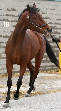 Thoroughbred horse for sale. Please call for more information. We do not give prices by e-mail.