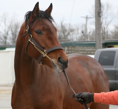 Mighty Quiet was a Prospect Horse For Sale in February 2007
