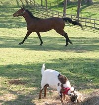 Mighty Quiet and Cupcake. March 2007 