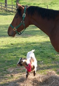 Mighty Quiet and Cupcake. March 2007 