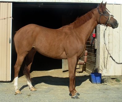 Thoroughbred horse for sale. Please call for more information. We do not give prices by e-mail.