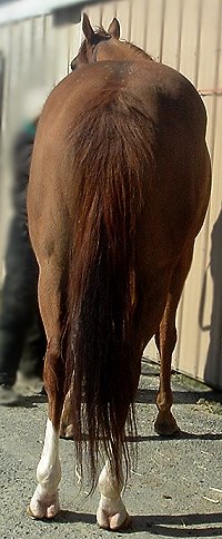 Thoroughbred horse for sale. Please call for more information. We do not give prices by e-mail.