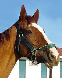 "MVP" is a 15.3 hand, four-year old, chestnut gelding