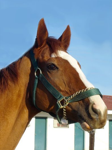 "MVP" is a 15.3 hand, four-year old, chestnut gelding.