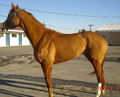 Thoroughbred horse for sale. Please call for more information. We do not give prices by e-mail.