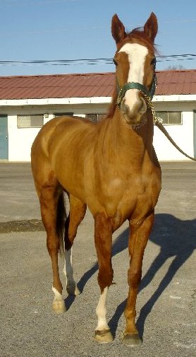 Thoroughbred horse for sale. Please call for more information. We do not give prices by e-mail.