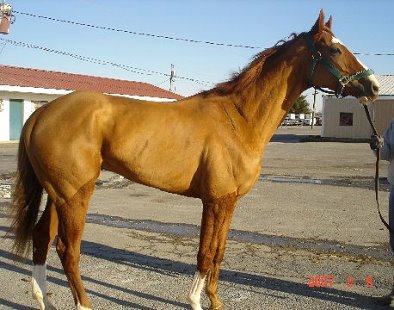 Em Vee Pea's Prospect Horse For Sale photo from the race track.