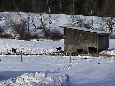 Em Vee Pea's farm in Massachusetts. 