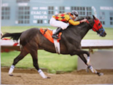 "Zealous" is a 16.1 hand, seven year-old black gelding.
