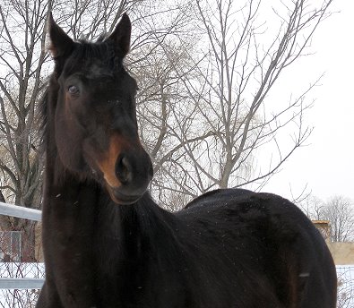 Thoroughbred horse for sale - "Zealous" is a 16.1 hand, seven year-old dark bay/black Thoroughbred gelding.