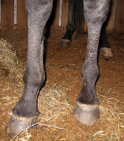 Thoroughbred horse for sale - "Zealous" is a 16.1 hand, seven year-old dark bay/black Thoroughbred gelding.