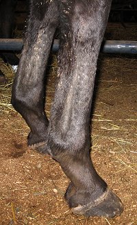 "Zealous" is a 16.1 hand, seven year-old dark bay/black Thoroughbred gelding.