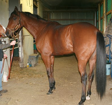 "Phil's" sire is Kentucky Derby winner - Charismatic