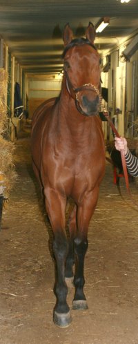 Phil's sire is Kentucky Derby winner - Charismatic