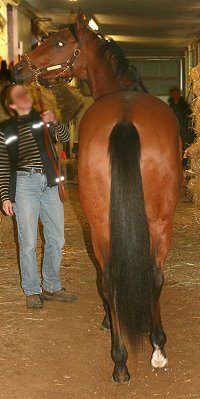 Phil is a 16. 1 hand Thoroughbred gelding for sale.