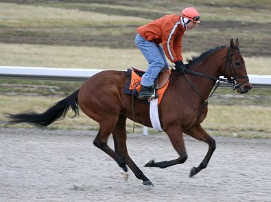 OTTB for sale. Please call for more information. We do not give prices by e-mail.