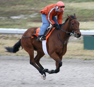 "Phil" is a six year old bay Thoroughbred gelding for sale. He is 16.1 hands high.