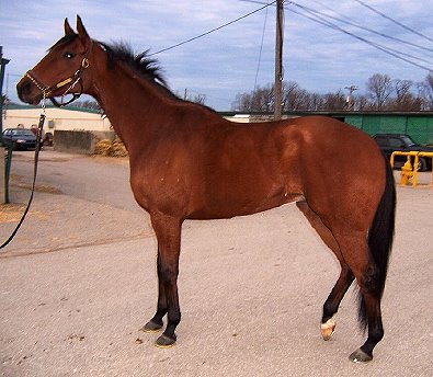 "Phil's" sire is Kentucky Derby winner - Charismatic