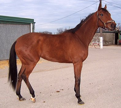 "Phil's" sire is Kentucky Derby winner - Charismatic