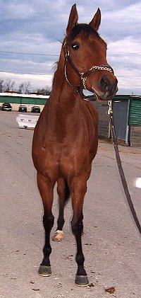 Phil's sire is Kentucky Derby winner - Charismatic