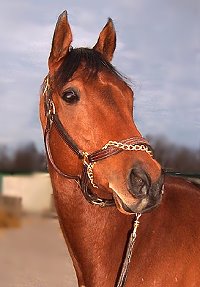 Phil's Courage at the track. January 2007