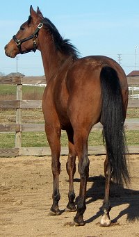 "Phill" has made it home to Charlotte, NC. March 2007