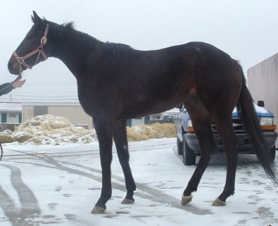 Thoroughbred horse for sale. Please call for more information. We do not give prices by e-mail.