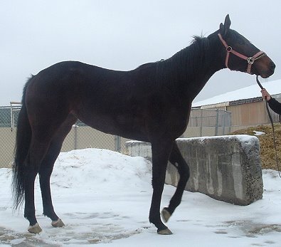 Thoroughbred horse for sale. Please call for more information. We do not give prices by e-mail.