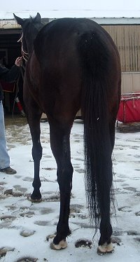 Thoroughbred horse for sale. Please call for more information. We do not give prices by e-mail.