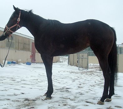 Thoroughbred horse for sale. Please call for more information. We do not give prices by e-mail.