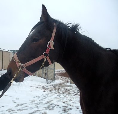Thoroughbred horse for sale. Please call for more information. We do not give prices by e-mail.