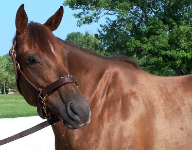Runnin Joy was a prospect horse for sale in July 2007.