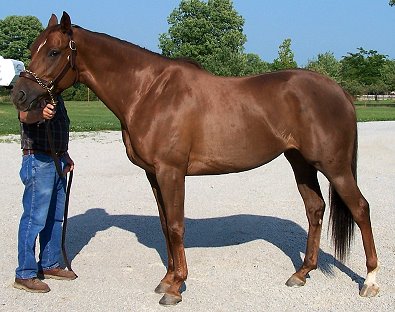 Runnin Joy was a Prospect Horse For Sale in July 2007
