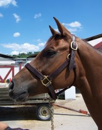 OTTB Runnin Joy now lives in California.
