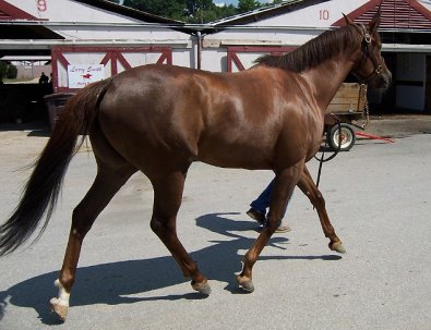 Runnin Joy in July 2007 at the track.