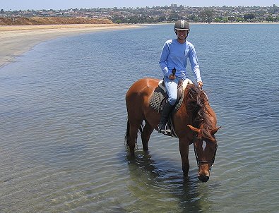 Thoroughbred eventing and dressage prospect for sale.