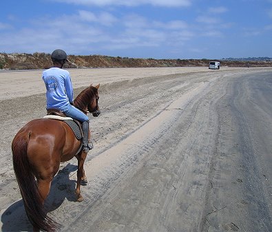 OTTB - Runnin Joy is available for sale in California at Prestige Perfomance Horses in San Diego, California. 