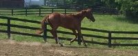 Thoroughbred Horse For Sale