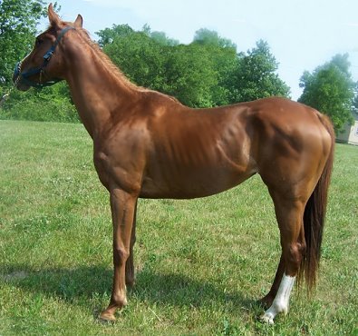 Thoroughbred Horse For Sale